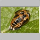 Harmonia axyridis - Asiatischer Marienkaefer 55b Puppe.jpg